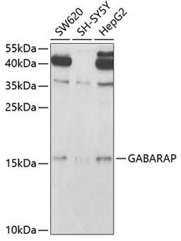 Western blot - GABARAP antibody (A5616)