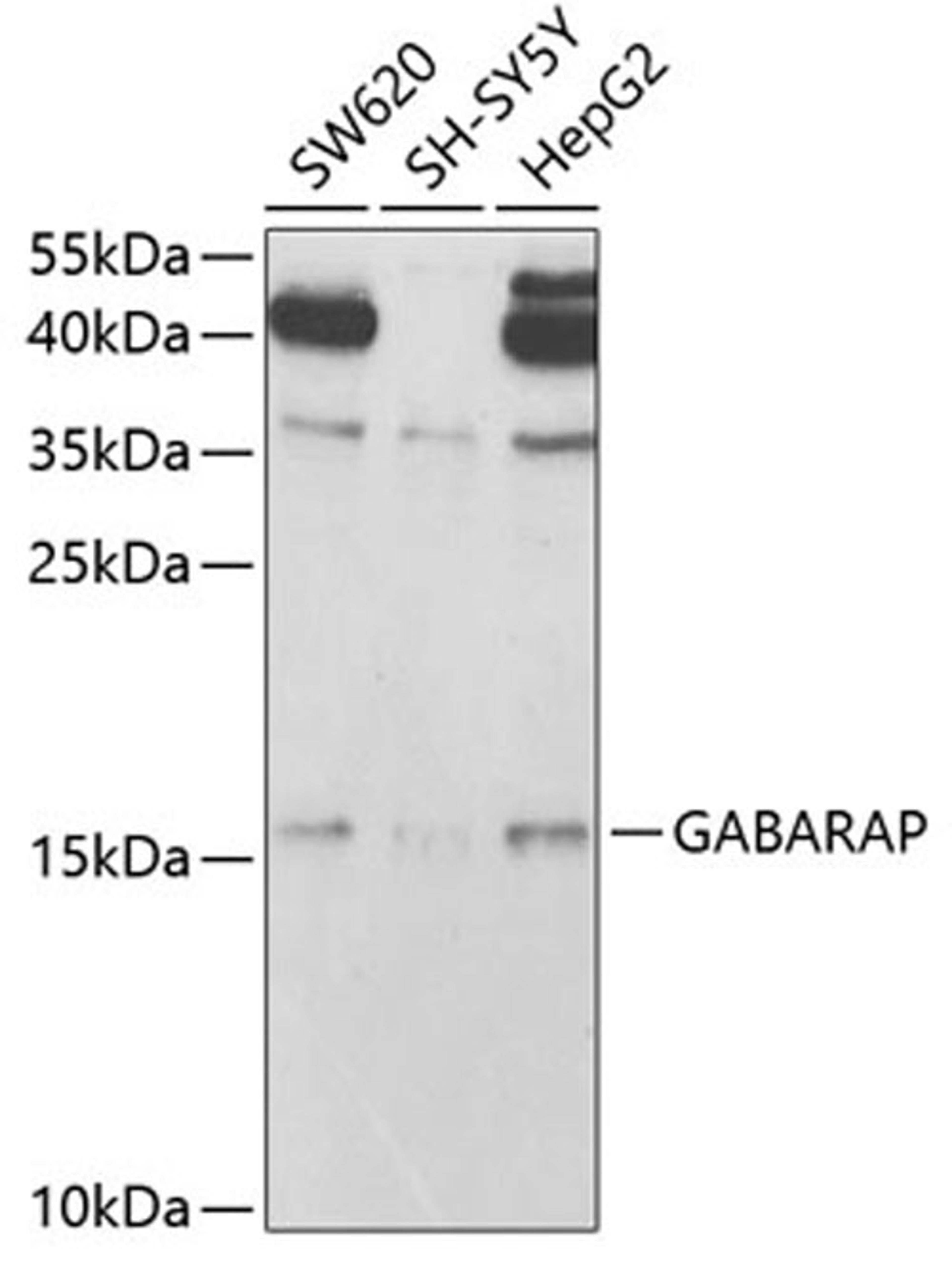 Western blot - GABARAP antibody (A5616)