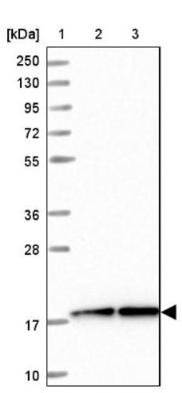 Immunohistochemistry: LEUTX Antibody [NBP1-90890] - Lane 1: Marker [kDa] 250, 130, 95, 72, 55, 36, 28, 17, 10<br/>Lane 2: Human cell line RT-4<br/>Lane 3: Human cell line U-251MG sp