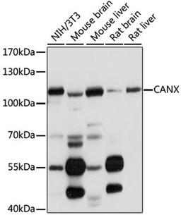 Western blot - CANX antibody (A15631)