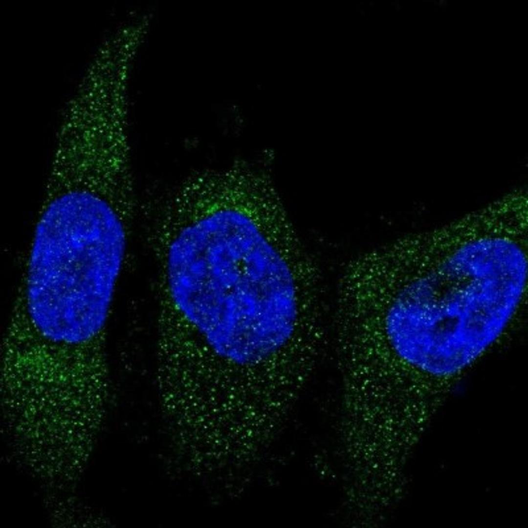 Immunocytochemistry/Immunofluorescence: CNPY2 Antibody [NBP1-91799] - Staining of human cell line U-251 MG shows positivity in cytoplasm.