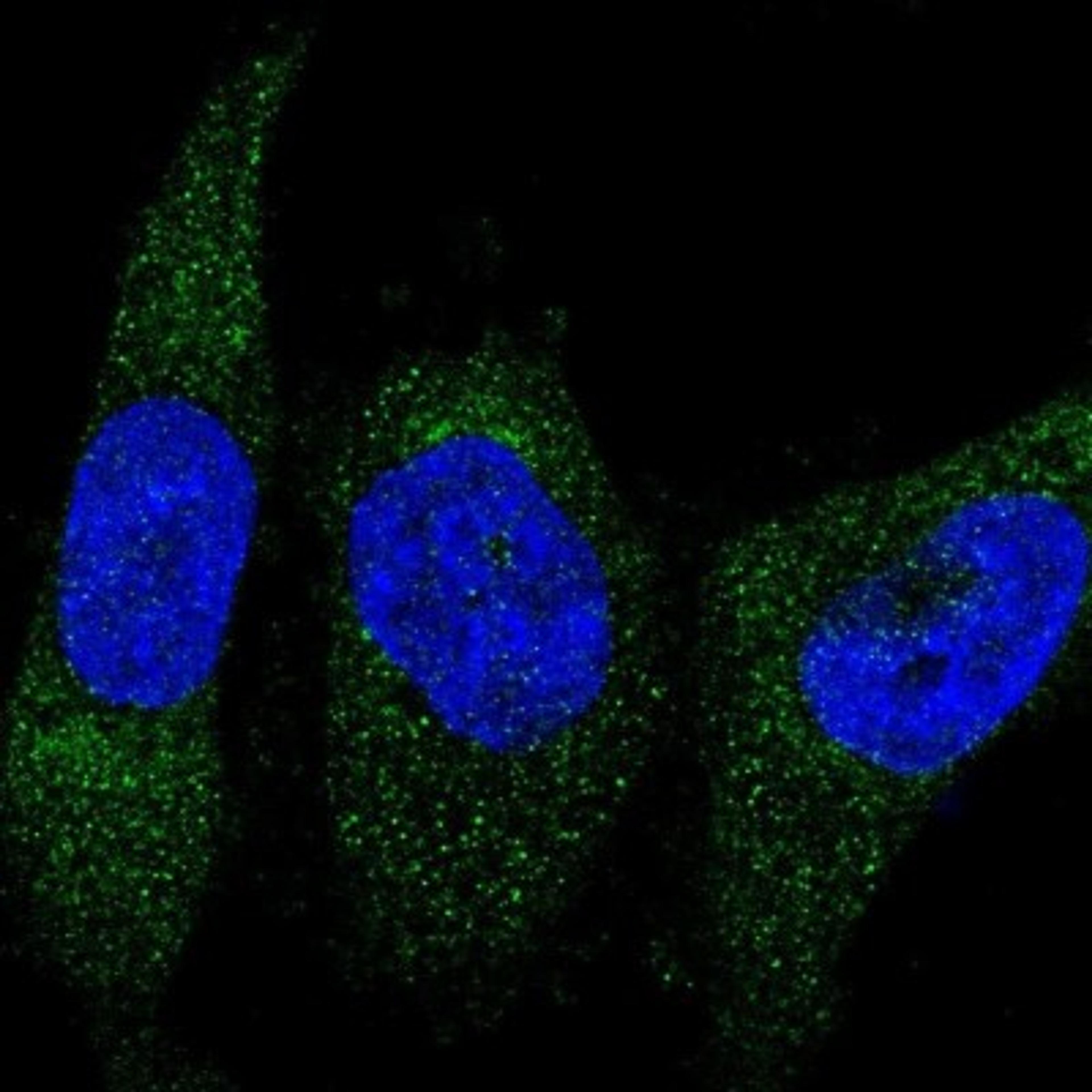 Immunocytochemistry/Immunofluorescence: CNPY2 Antibody [NBP1-91799] - Staining of human cell line U-251 MG shows positivity in cytoplasm.