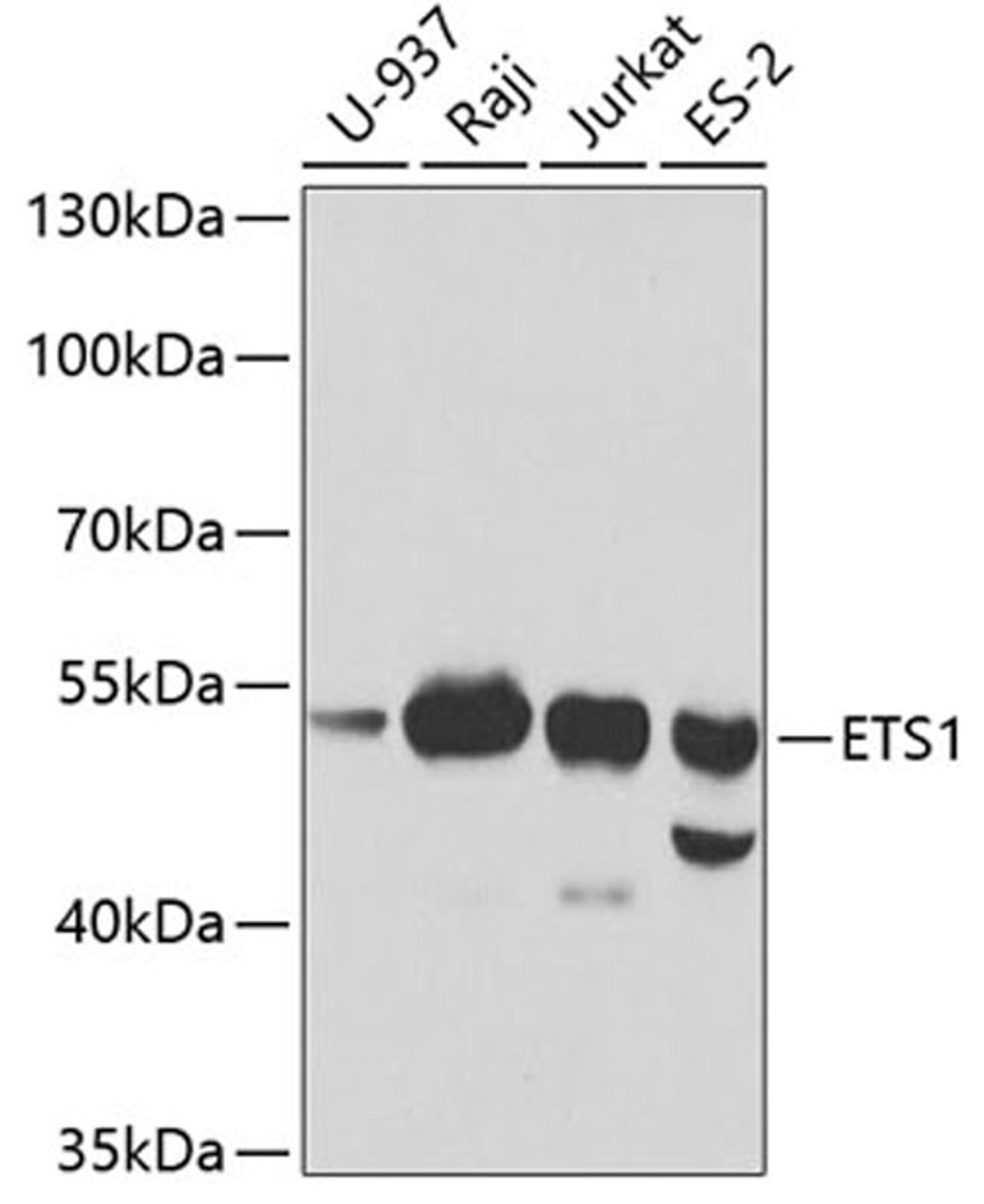 Western blot - ETS1 antibody (A13302)