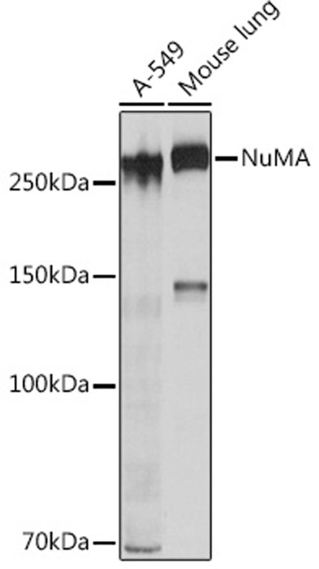 Western blot - NuMA Rabbit mAb (A4416)