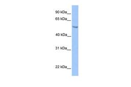 Antibody used in WB on Transfected 293T at 0.2-1 ug/ml.