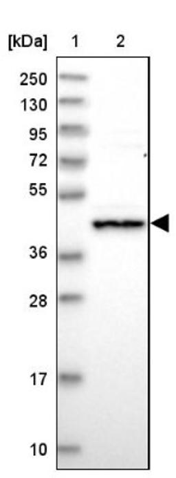 Western Blot: Rapsyn Antibody [NBP1-85537] - Lane 1: Marker [kDa] 250, 130, 95, 72, 55, 36, 28, 17, 10<br/>Lane 2: Human cell line RT-4