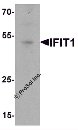 Western blot analysis of IFIT1 in rat small intestine tissue lysate with IFIT1 antibody at 1 μg/ml.