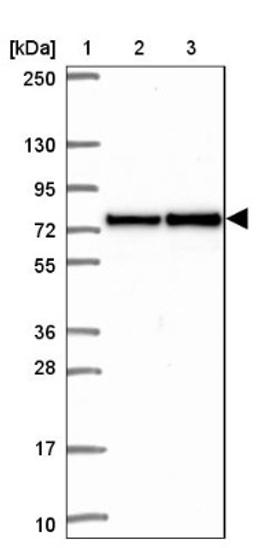 Western Blot: Pescadillo Antibody [NBP2-34146] - Lane 1: Marker [kDa] 250, 130, 95, 72, 55, 36, 28, 17, 10<br/>Lane 2: Human cell line RT-4<br/>Lane 3: Human cell line U-251MG sp