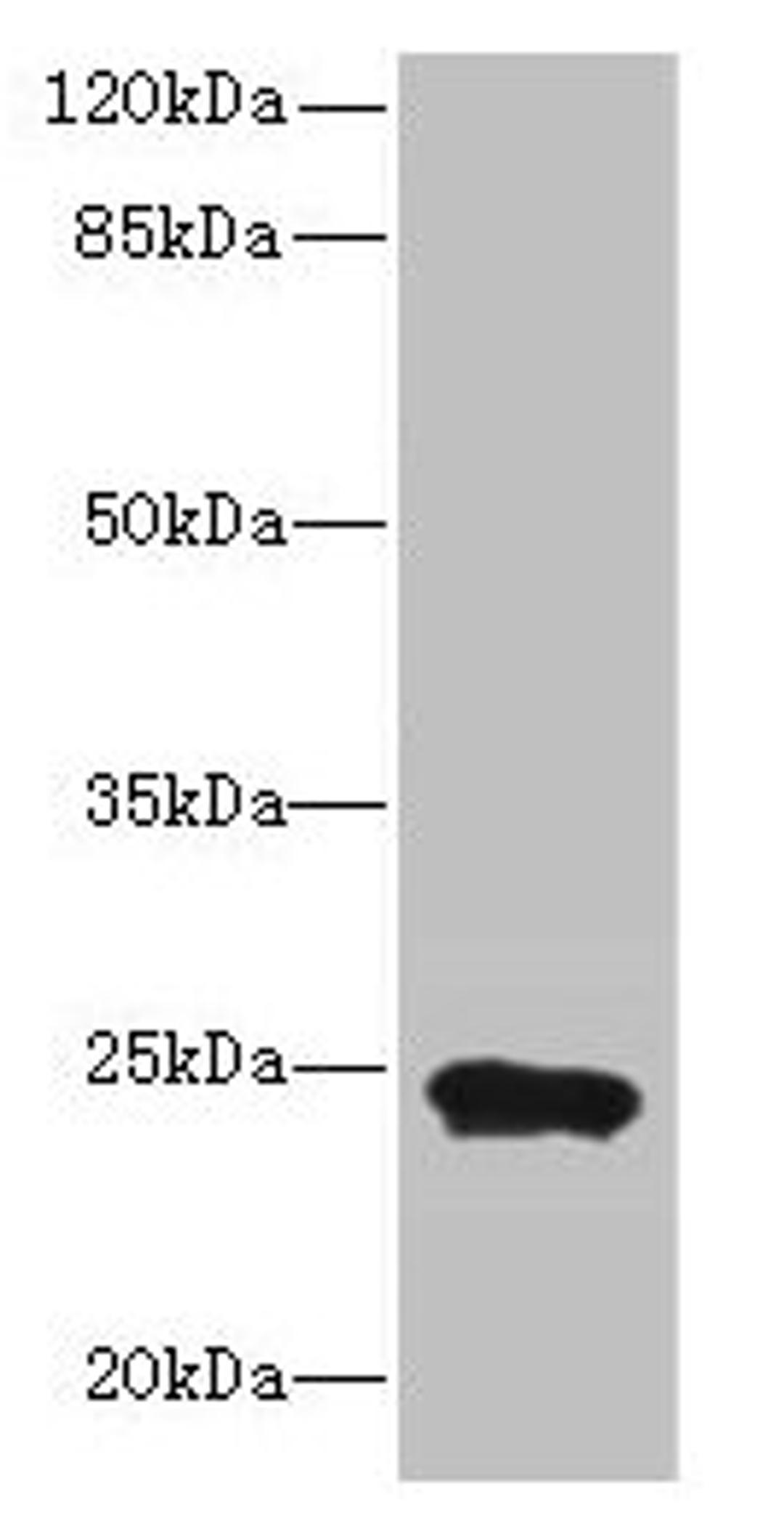 Western blot. All lanes: MRPL48 antibody at 8µg/ml + Mouse heart tissue. Secondary. Goat polyclonal to rabbit IgG at 1/10000 dilution. Predicted band size: 24, 22 kDa. Observed band size: 24 kDa
