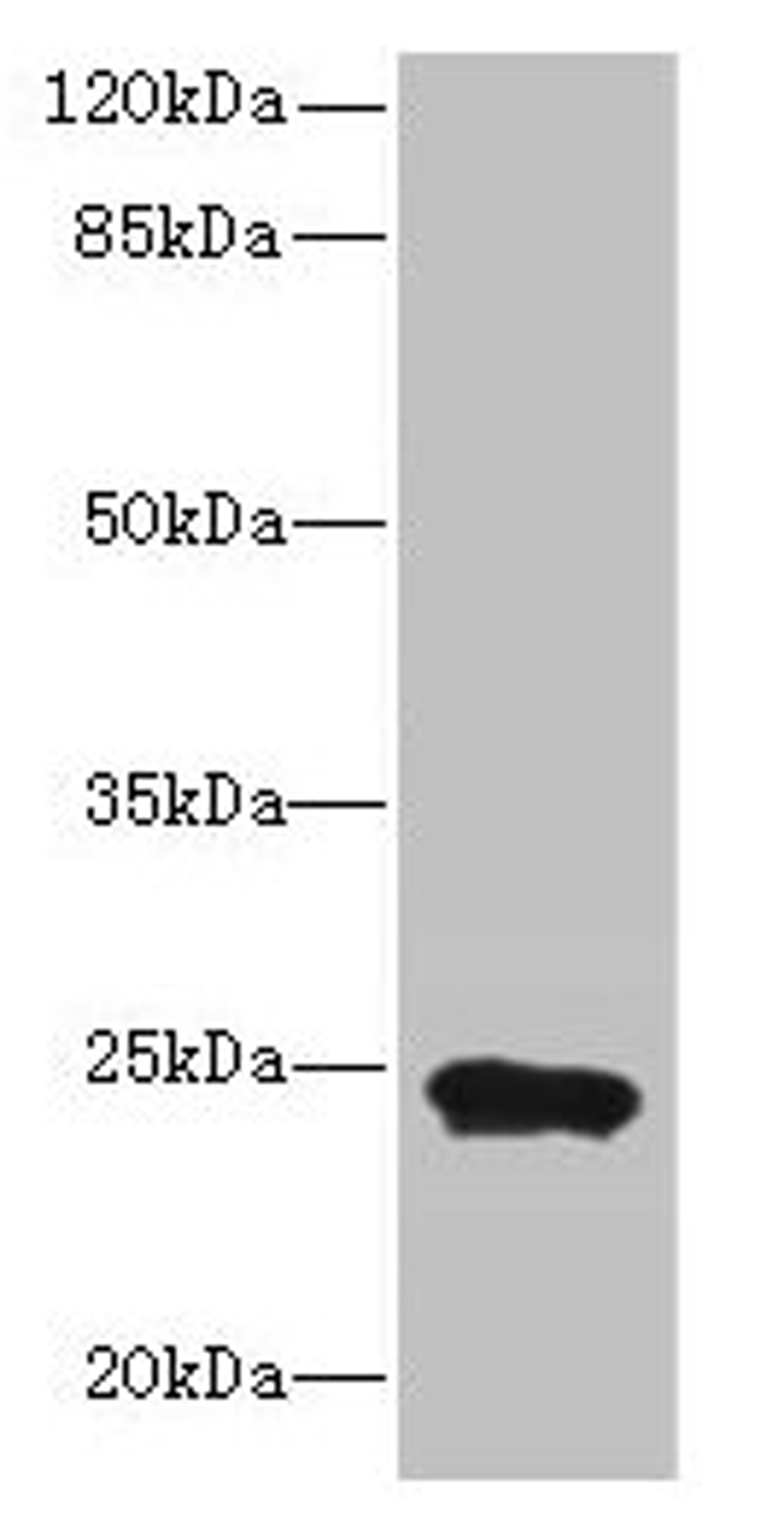 Western blot. All lanes: MRPL48 antibody at 8µg/ml + Mouse heart tissue. Secondary. Goat polyclonal to rabbit IgG at 1/10000 dilution. Predicted band size: 24, 22 kDa. Observed band size: 24 kDa