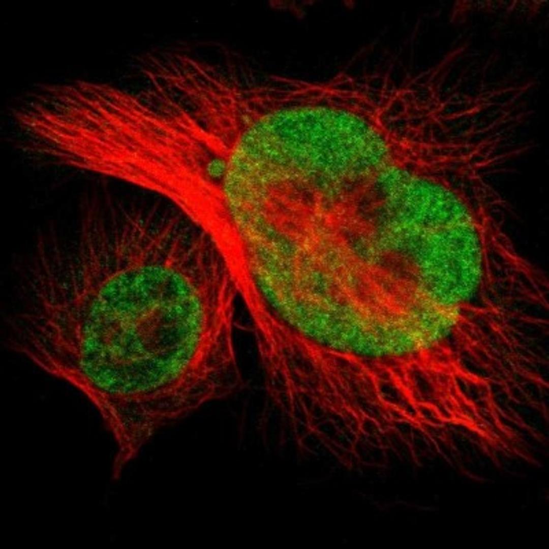 Immunocytochemistry/Immunofluorescence: NSRP1 Antibody [NBP1-90548] - Staining of human cell line U-251MG shows positivity in nucleus but not nucleoli.