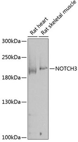 Western blot - NOTCH3 antibody (A0929)