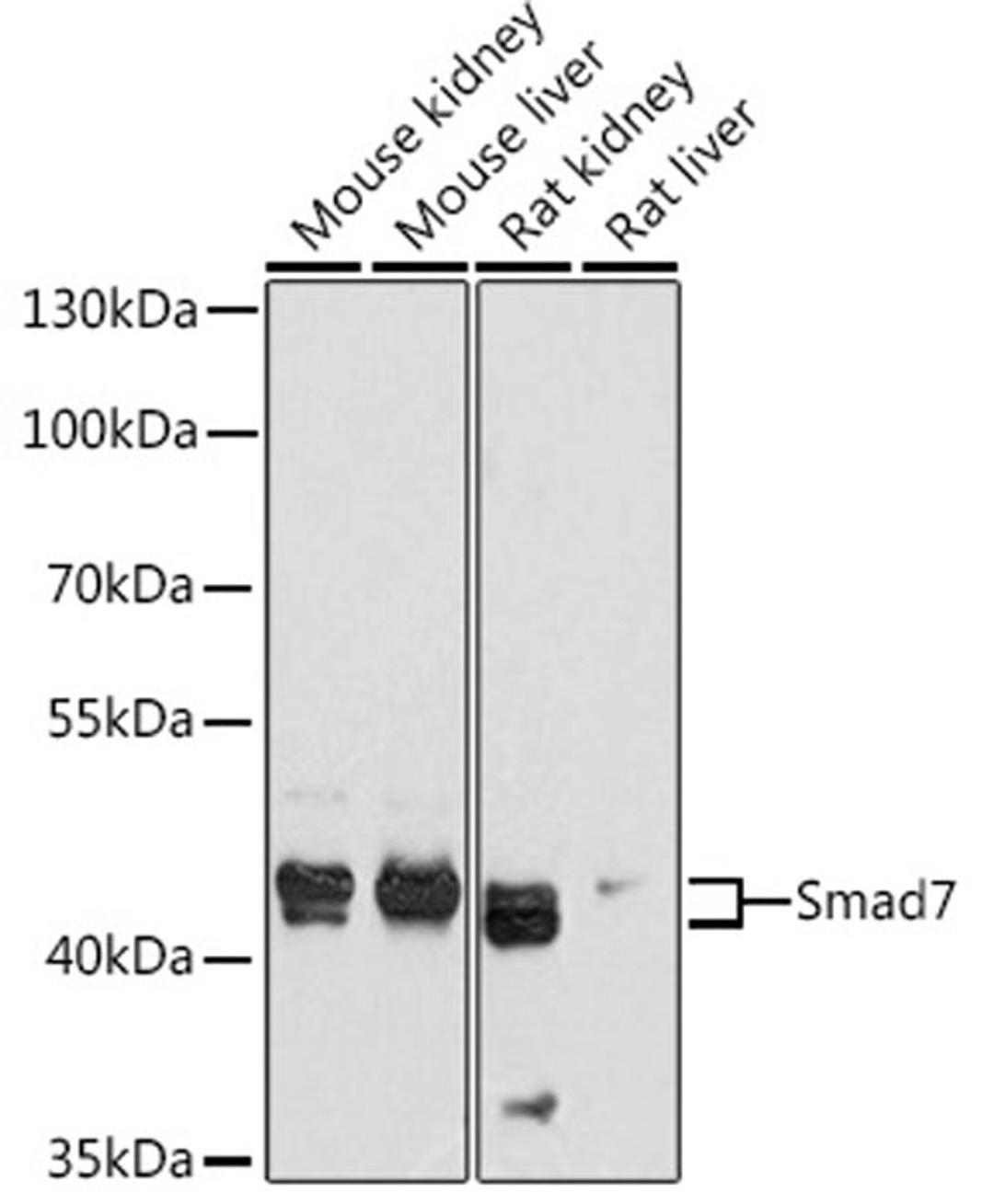 Western blot - Smad7 antibody (A12343)