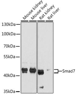 Western blot - Smad7 antibody (A12343)