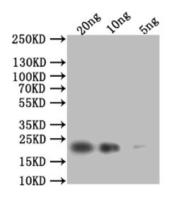 Western Blot. Positive WB detected in: recombinant protein. All lanes: HSP42 Antibody at 1:1000. Secondary. Goat polyclonal to rabbit IgG at 1/50000 dilution. Predicted band size: 23 kDa. Observed band size: 23 kDa. 