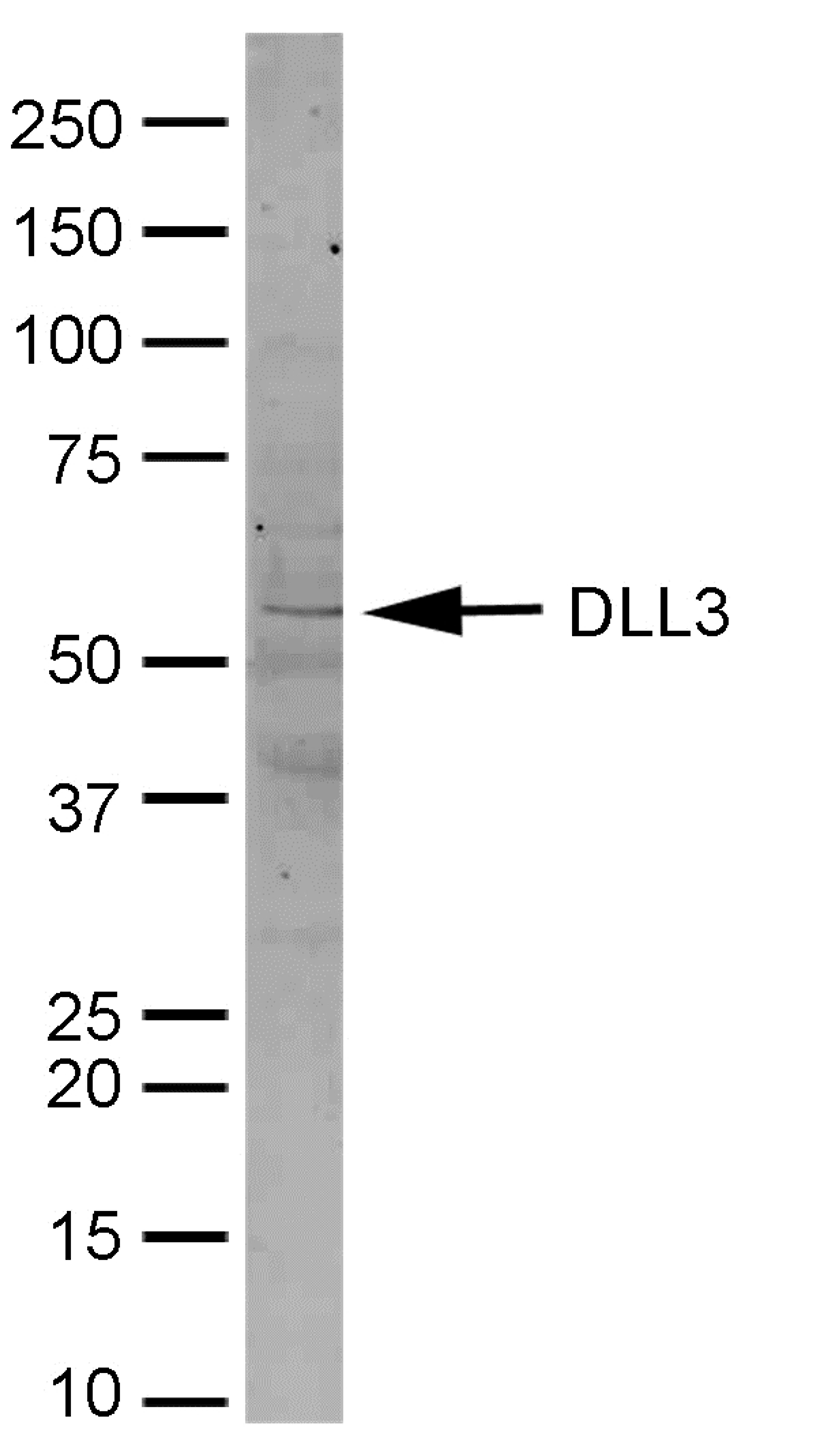 Mouse brain lysate probed with Rabbit anti Mouse Delta-Like Protein 3