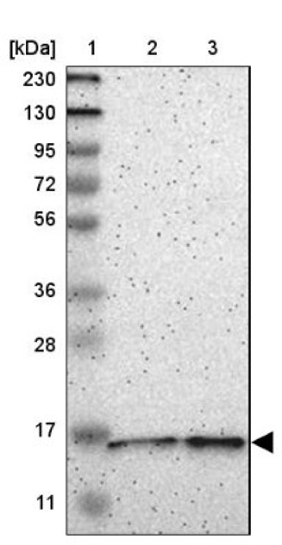 Western Blot: C7orf44 Antibody [NBP1-83830] - Lane 1: Marker [kDa] 230, 130, 95, 72, 56, 36, 28, 17, 11<br/>Lane 2: Human cell line RT-4<br/>Lane 3: Human cell line U-251MG sp