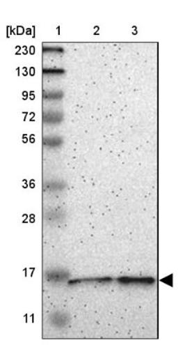 Western Blot: C7orf44 Antibody [NBP1-83830] - Lane 1: Marker [kDa] 230, 130, 95, 72, 56, 36, 28, 17, 11<br/>Lane 2: Human cell line RT-4<br/>Lane 3: Human cell line U-251MG sp