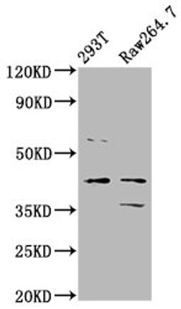 Western Blot. Positive WB detected in: 293T whole cell lysate, Raw264.7 whole cell lysate. All lanes: MAFB antibody at 3.2ug/ml. Secondary. Goat polyclonal to rabbit IgG at 1/50000 dilution. Predicted band size: 36 kDa. Observed band size: 36 kDa. 