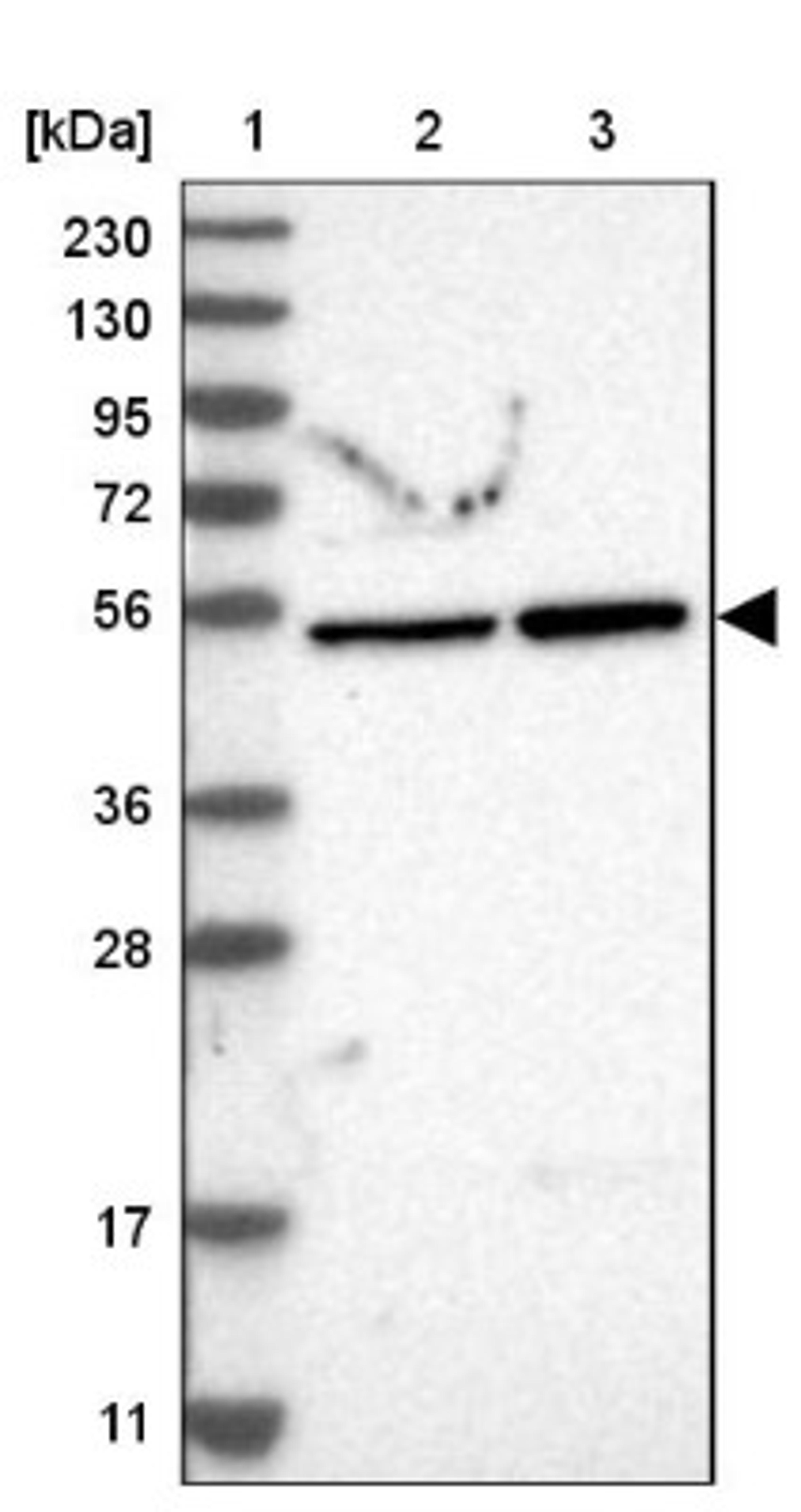 Western Blot: PRAF1 Antibody [NBP1-89867] - Lane 1: Marker [kDa] 230, 130, 95, 72, 56, 36, 28, 17, 11<br/>Lane 2: Human cell line RT-4<br/>Lane 3: Human cell line U-251MG sp