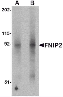 Western blot analysis of FNIP2 in mouse skeletal muscle lysate with FNIP2 antibody at (A) 1 and (B) 2 μg/mL.
