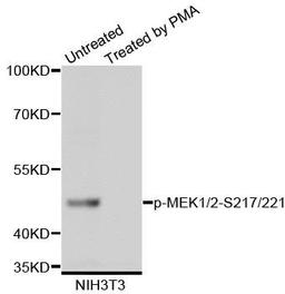 Western blot analysis of extracts of NIH-3T3 cell lines using MEK1/2 (Phospho-S217/221) antibody