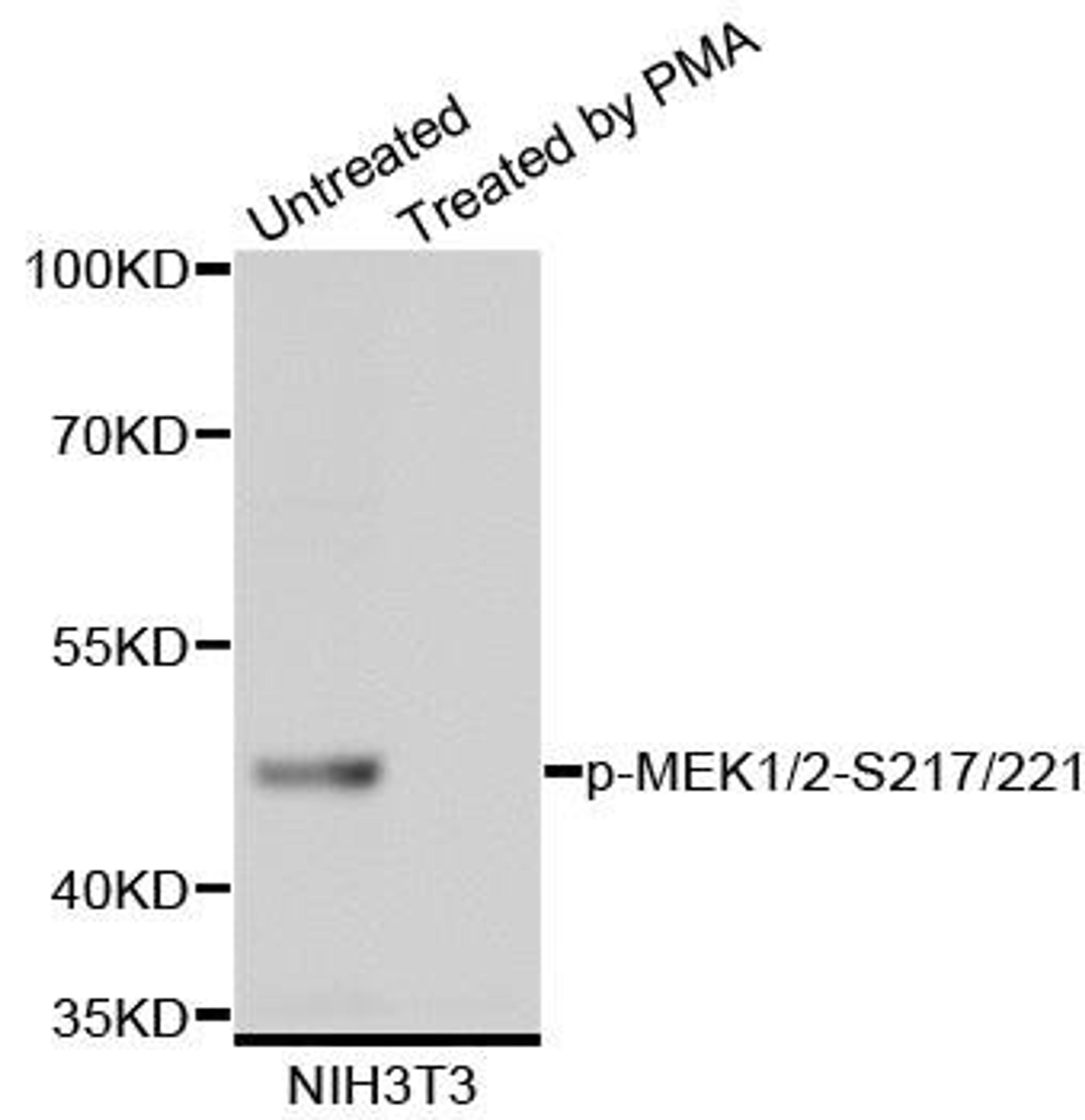 Western blot analysis of extracts of NIH-3T3 cell lines using MEK1/2 (Phospho-S217/221) antibody