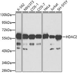 Western blot - HDAC2 antibody (A2084)