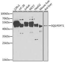 Western blot - SQS/FDFT1 antibody (A6229)