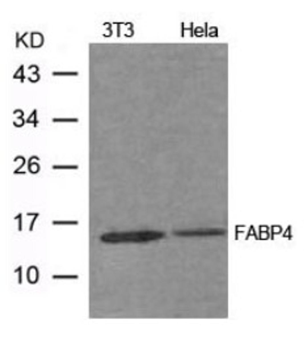 Western blot analysis of extract from 3T3, HeLa cells using FABP4 Antibody.