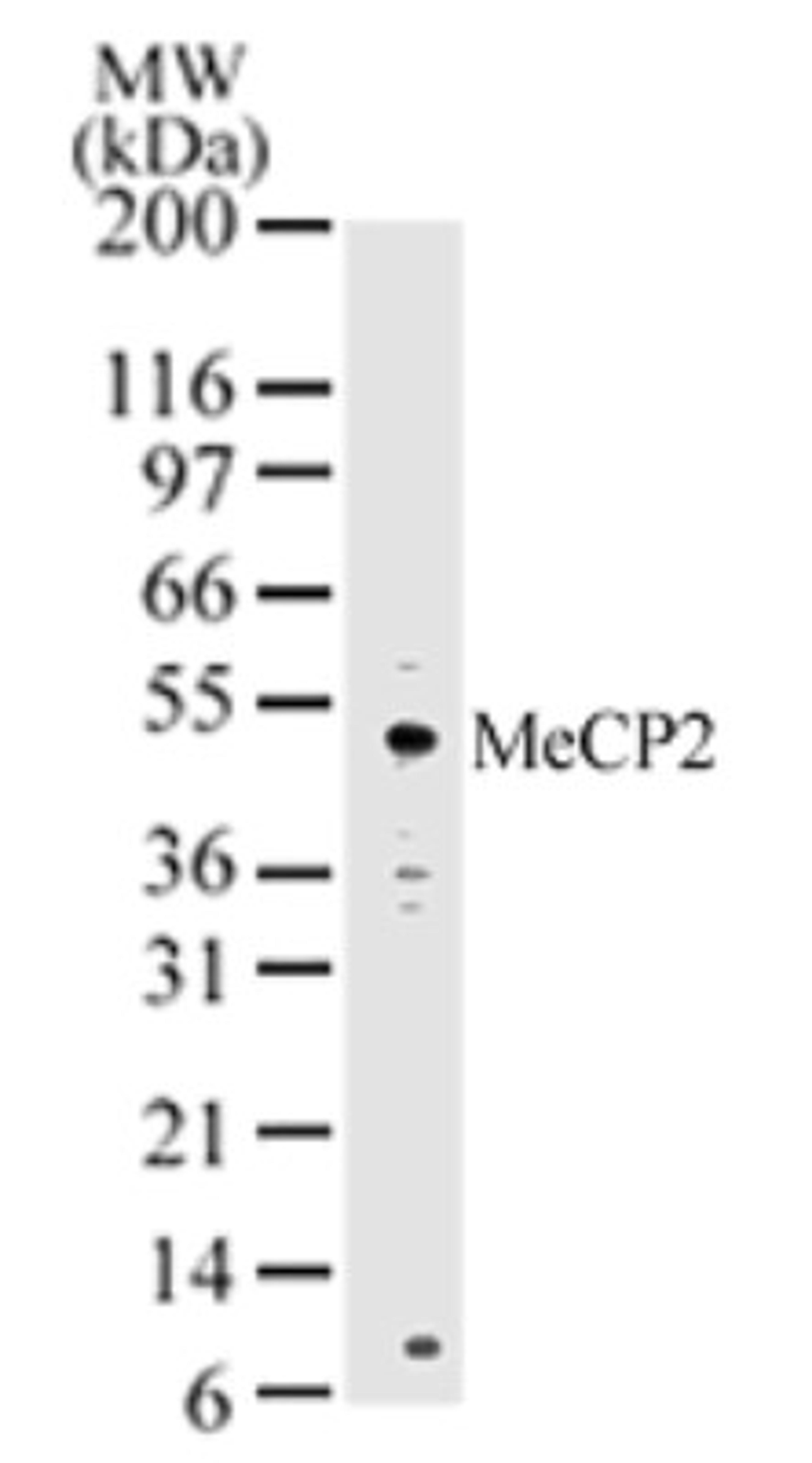 Western Blot: MeCP2 Antibody [NB100-56326] - analysis of MeCP2 in HeLa cell lysate using this antibody.