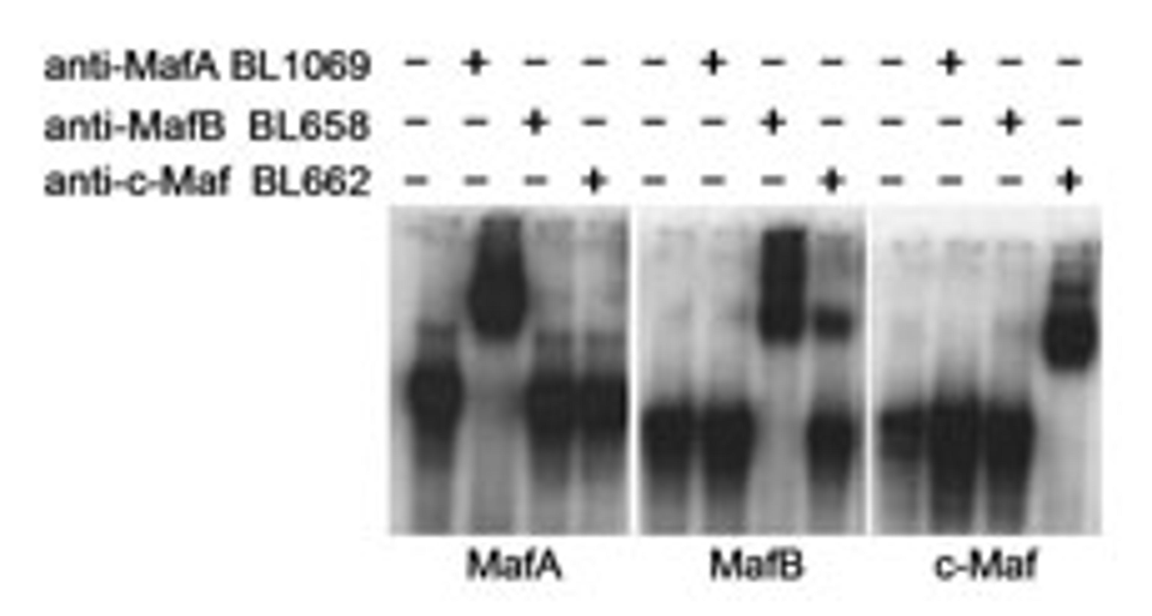 Electrophoretic Mobility Shift of MafA, MafB and c-Maf.