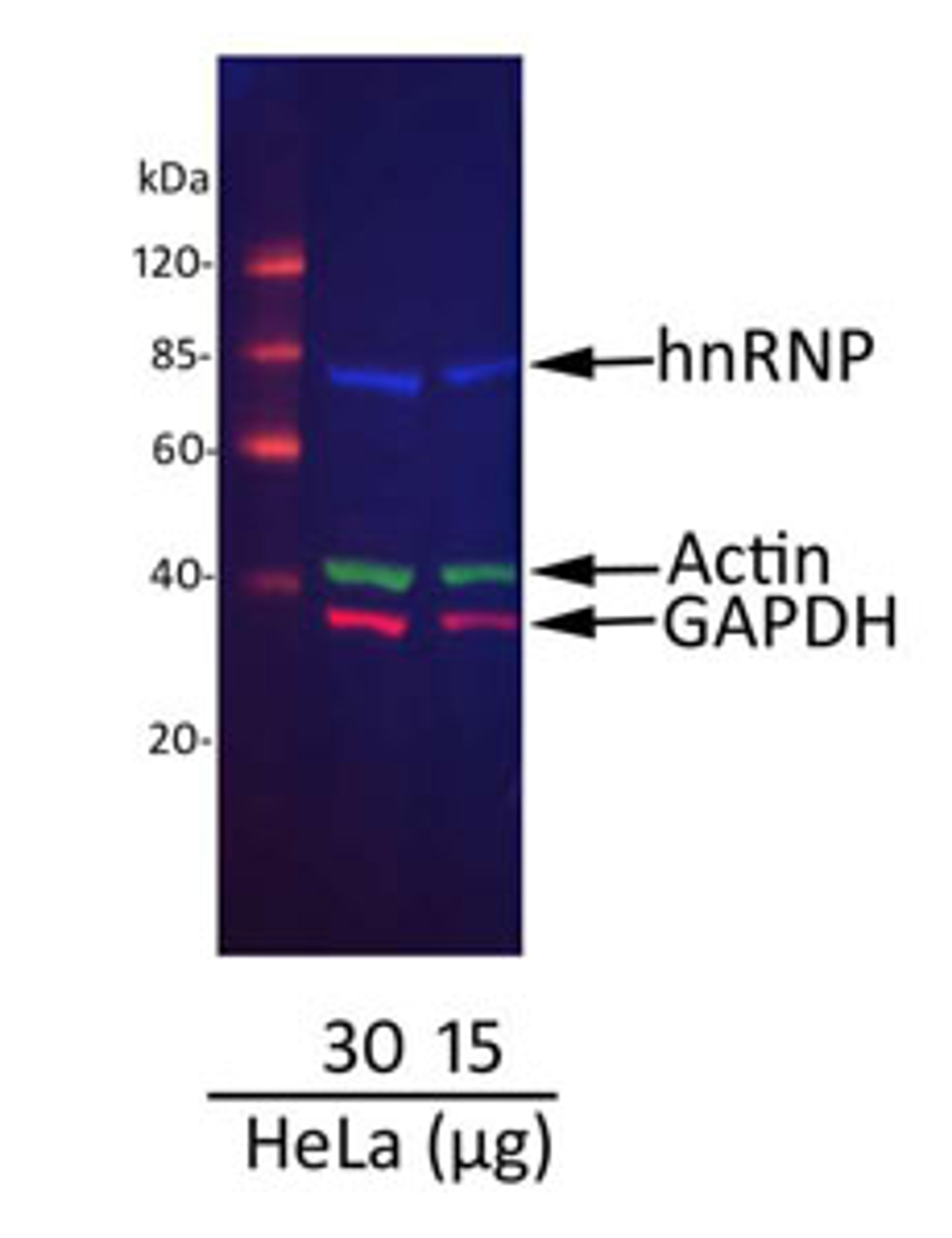 Detection of hnRNP, Actin, and GAPDH in HeLa Whole Cell Lysate.