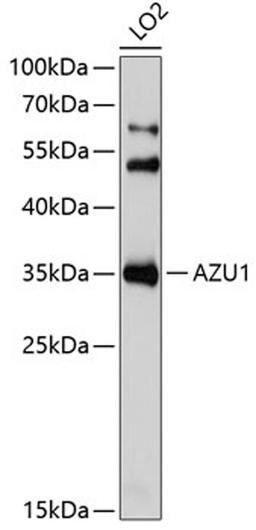 Western blot - AZU1 Antibody (A6132)