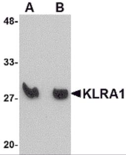Western blot analysis of KLRA1 in mouse spleen tissue lysate with KLRA1 antibody at (A) 1 μg/mL and (B) 2 μg/mL.