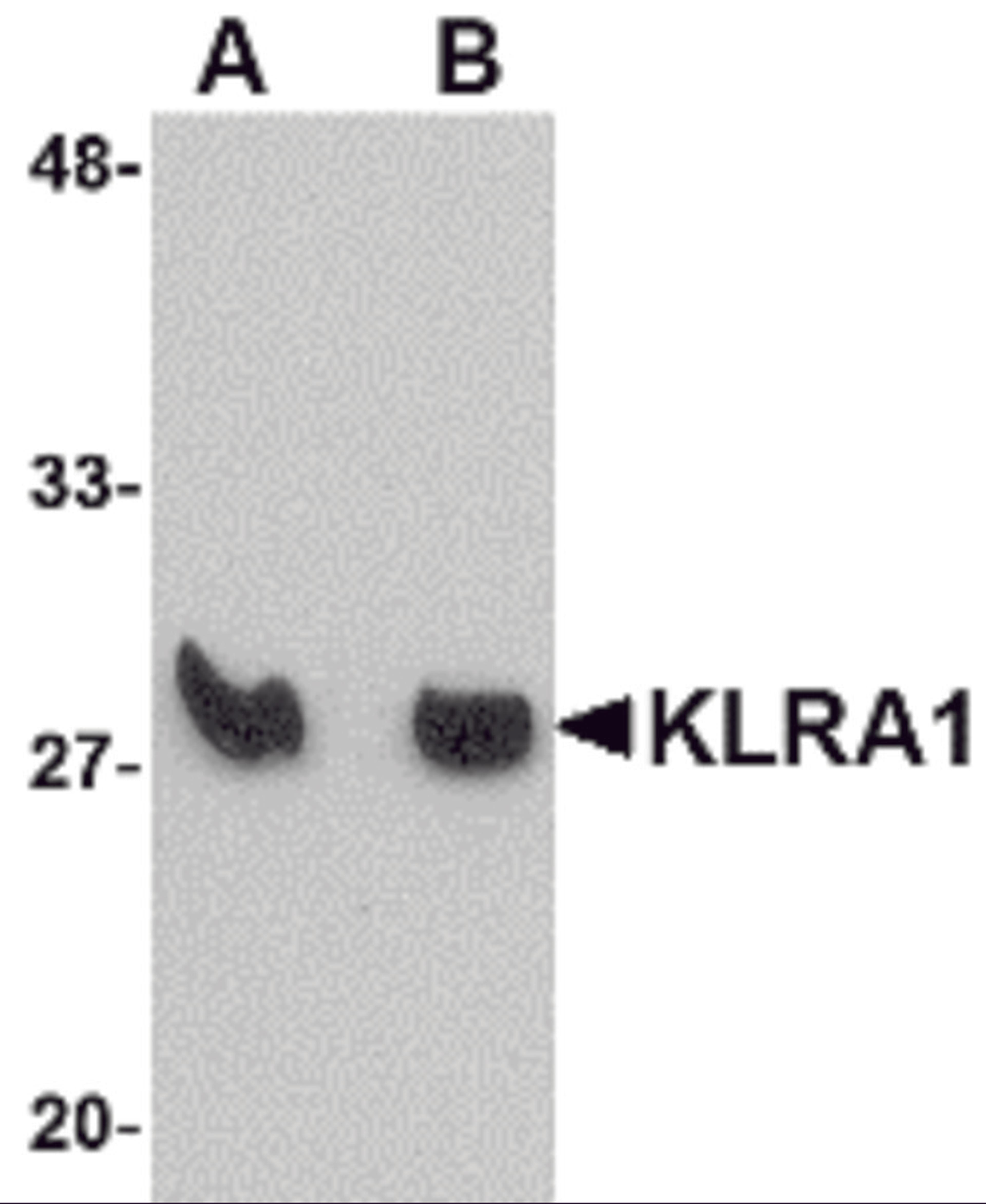 Western blot analysis of KLRA1 in mouse spleen tissue lysate with KLRA1 antibody at (A) 1 μg/mL and (B) 2 μg/mL.