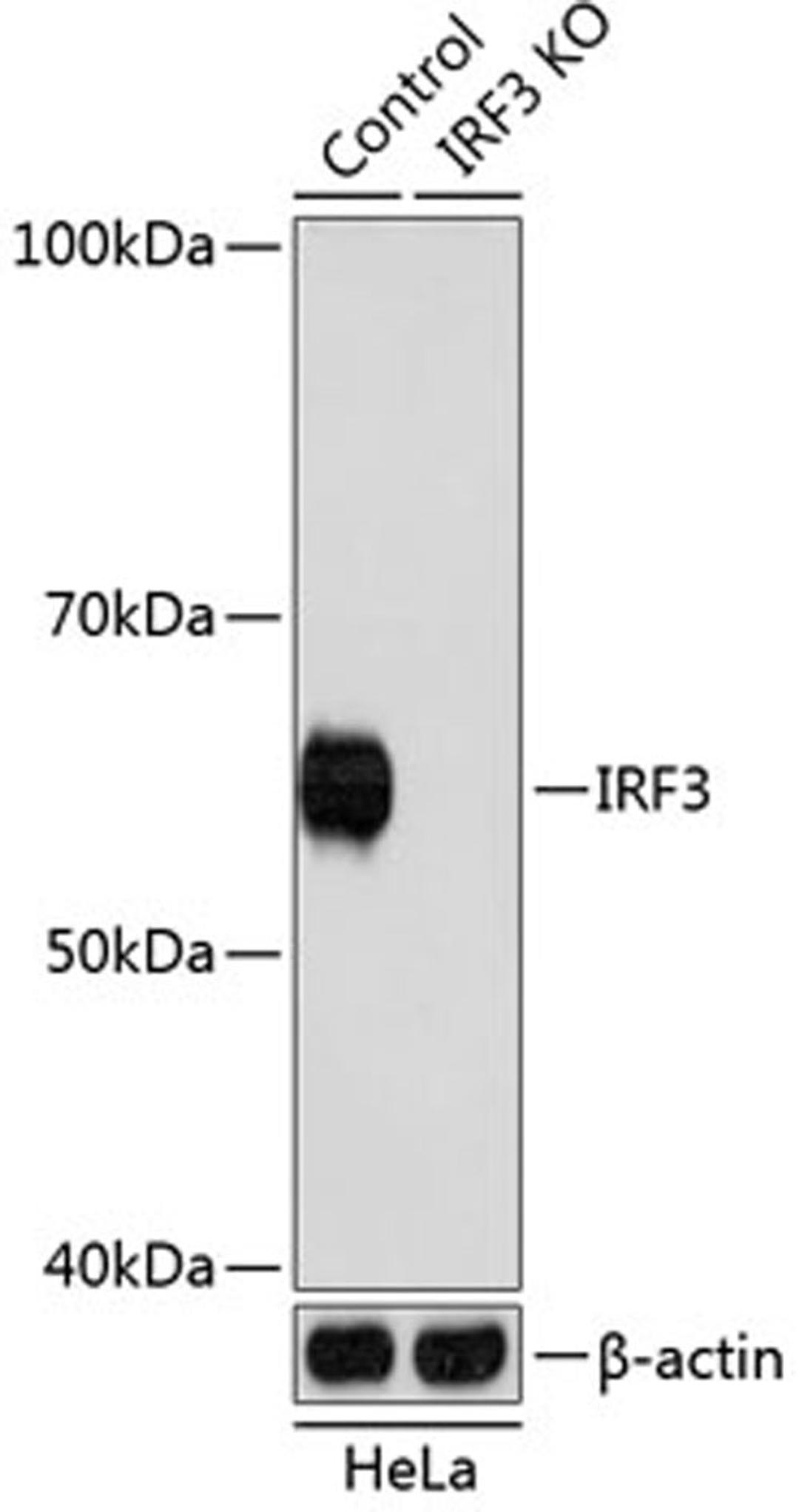 Western blot - IRF3 antibody (A19717)