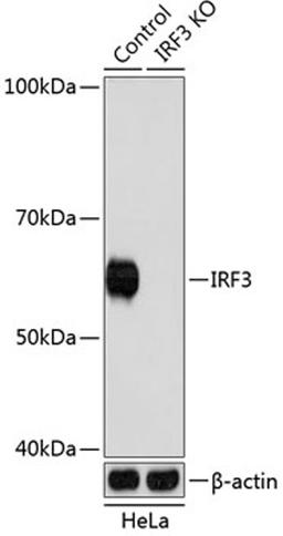 Western blot - IRF3 antibody (A19717)