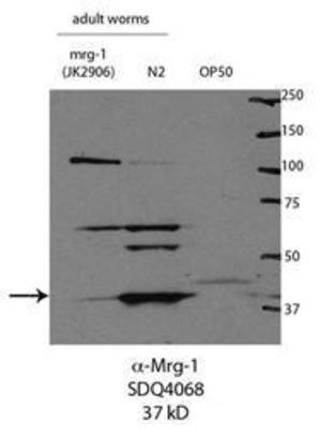 Western Blot: MRG-1 Antibody [49130002]  This image is specific to animal number SDQ4068  1:3,000 of 0.5 mg/ml stock