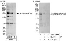 Detection of human CRSP2/DRIP150 by western blot and immunoprecipitation.