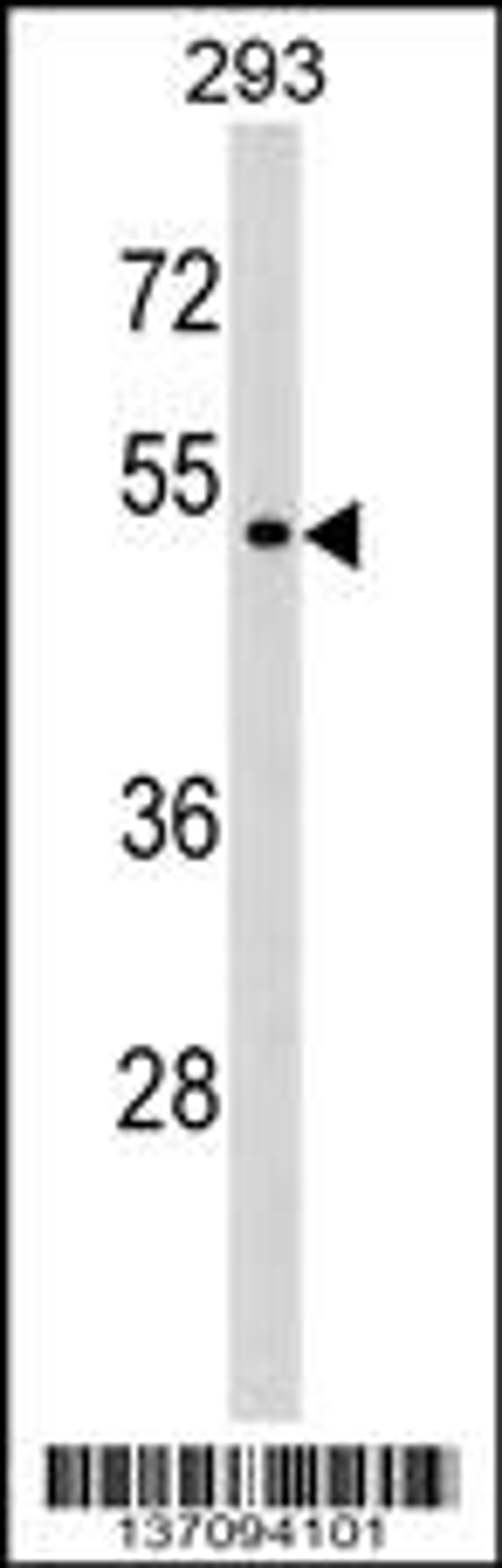 Western blot analysis in 293 cell line lysates (35ug/lane).