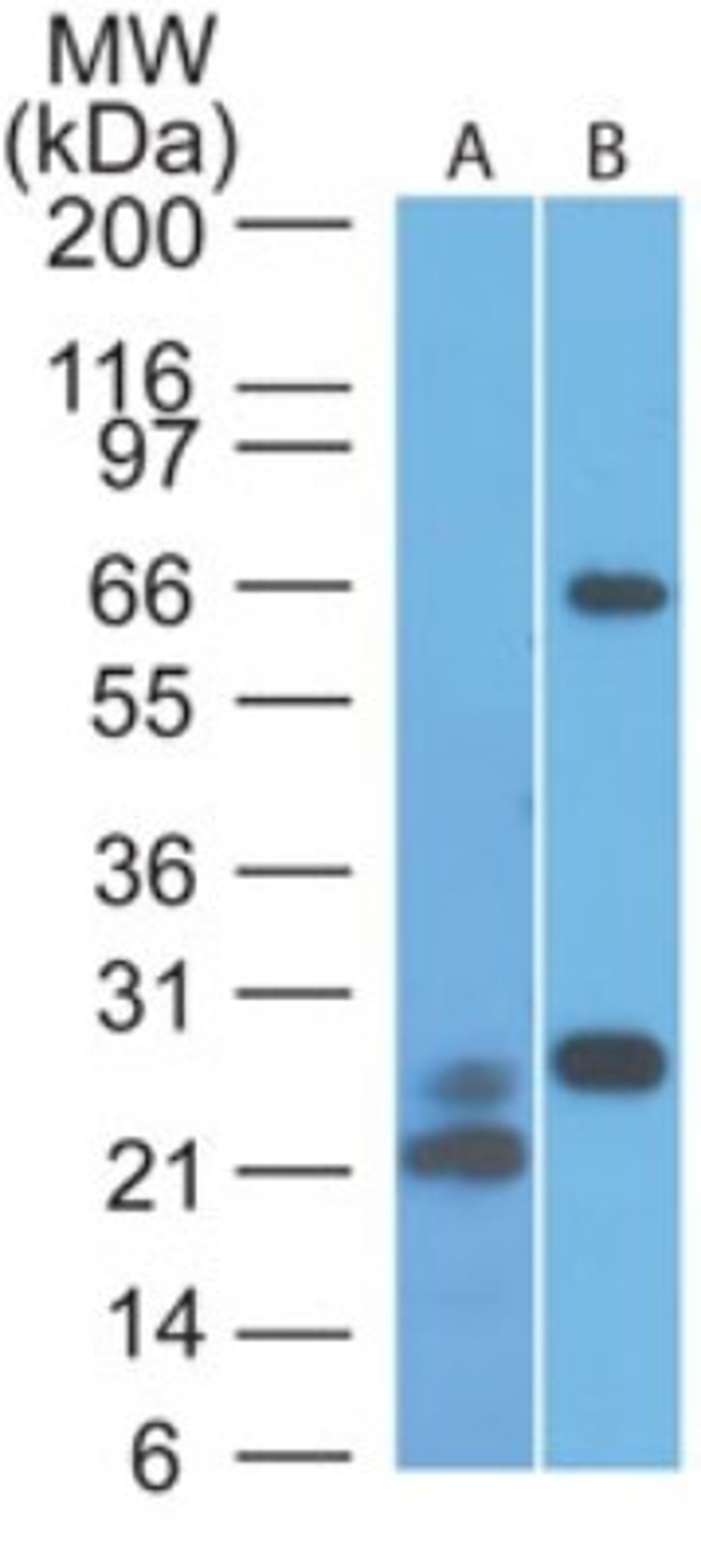 Western Blot: MAVS Antibody (58N3B6) [NBP2-22380] - Analysis of A) partial recombinant protein and B) human HeLa lysate using MAVS antibody at 0.1 ug/ml and 2 ug/ml, respectively. Goat anti-mouse Ig HRP secondary antibody and PicoTect ECL substrate solution were used for this test.