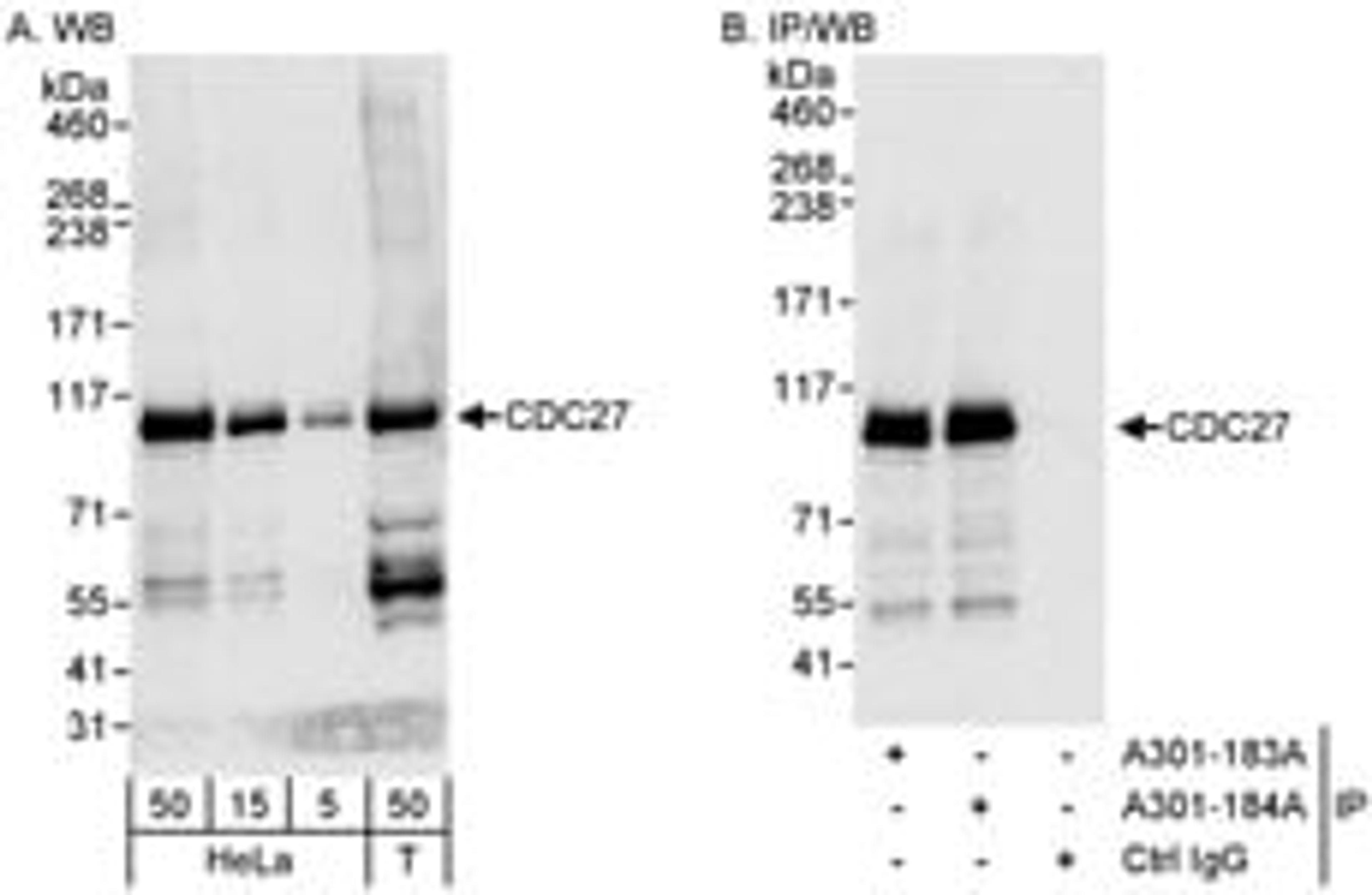 Detection of human CDC27 by western blot and immunoprecipitation.