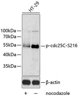 Western blot - Phospho-cdc25C-S216 antibody (AP0577)