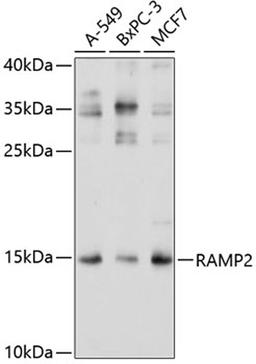 Western blot - RAMP2 antibody (A3075)