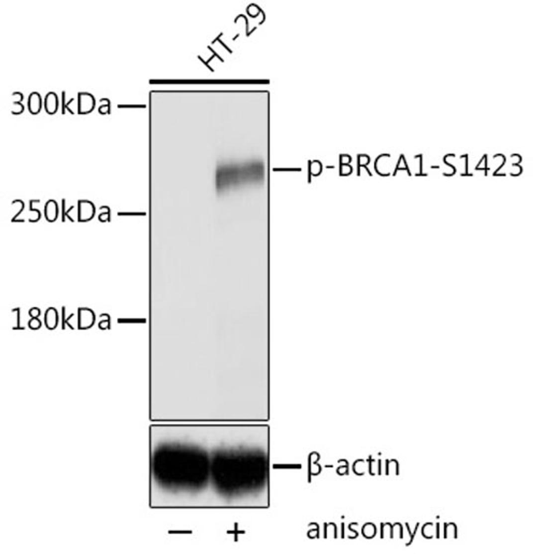 Western blot - Phospho-BRCA1-S1423 antibody (AP0232)