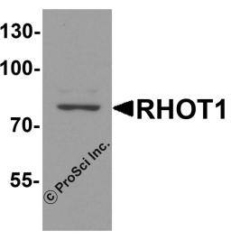 Western blot analysis of RHOT1 in rat brain tissue lysate with RHOT1 antibody at 1 &#956;g/ml.