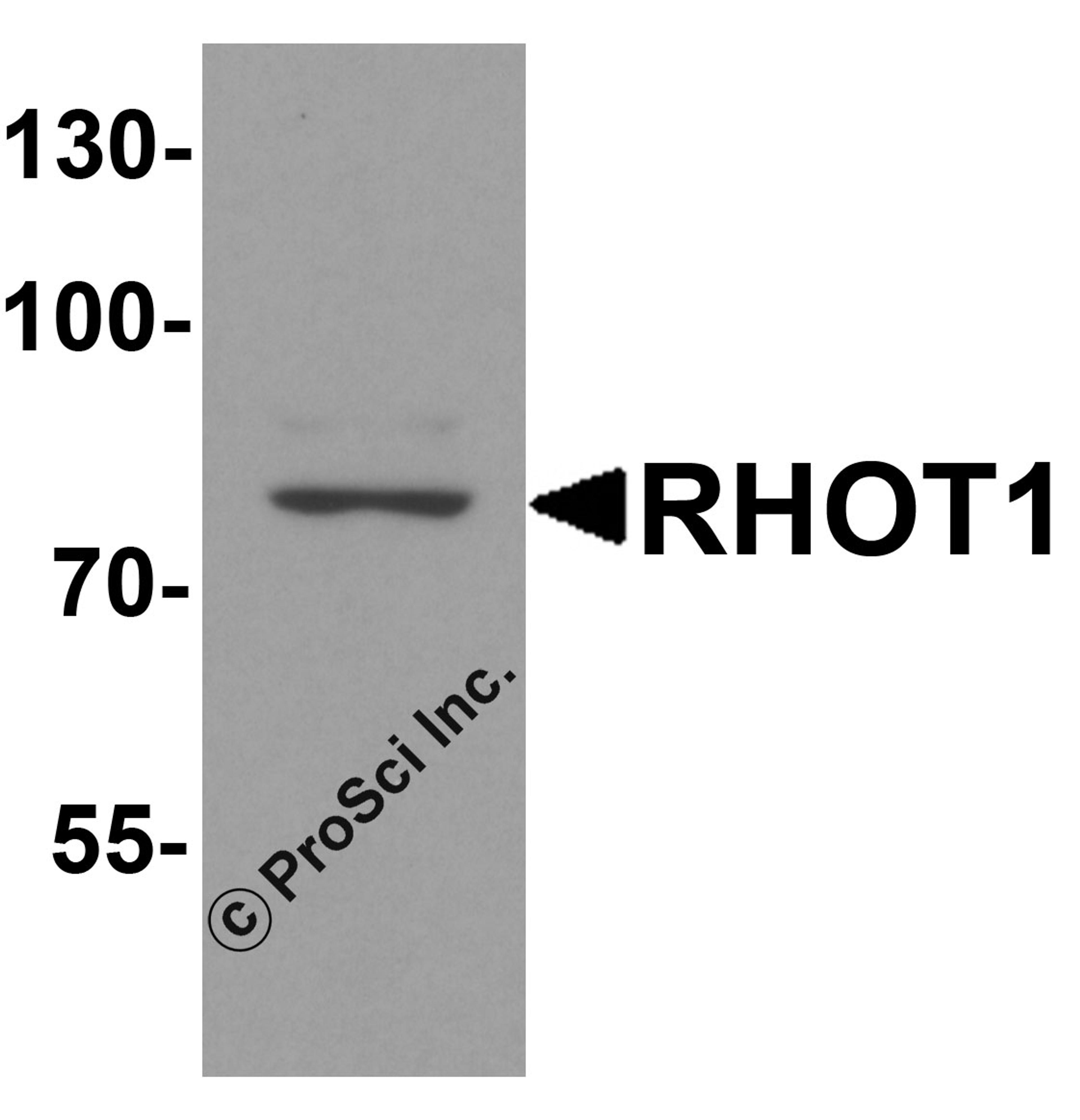 Western blot analysis of RHOT1 in rat brain tissue lysate with RHOT1 antibody at 1 μg/ml.