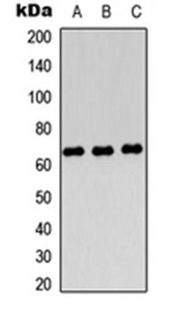 Western blot analysis of HEK293T (Lane 1), Raw264.7 (Lane 2), H9C2 (Lane 3) whole cell lysates using Endoglycan antibody