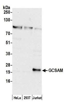 Detection of human GCSAM by western blot.